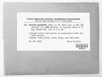Inocybe geophylla image